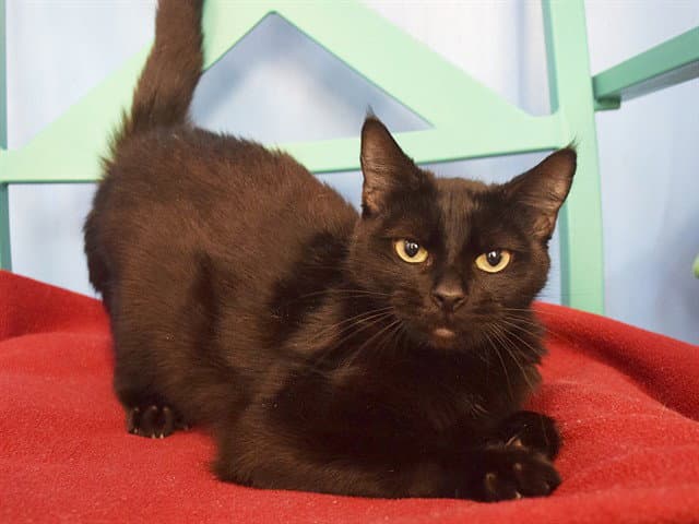 Felicia - Domestic Short Hair