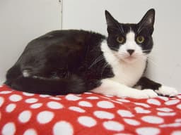 Joey image 1