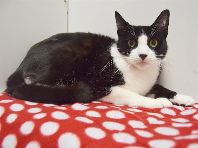 Joey - Domestic Short Hair