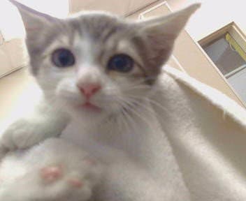 Jasman - Domestic Short Hair