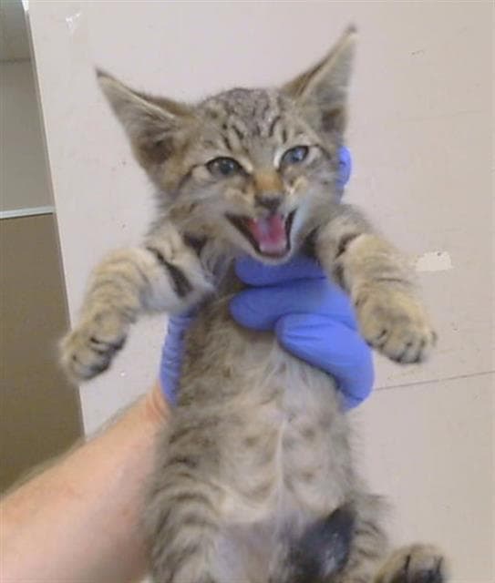 Robin Hood - Domestic Short Hair