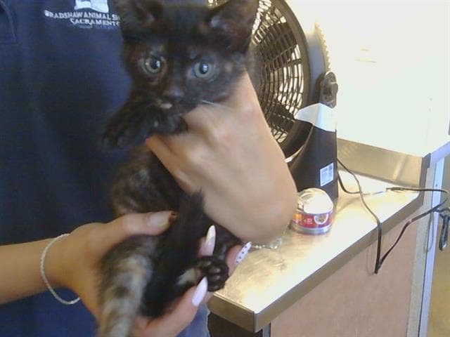 Lady Wobs - Domestic Short Hair