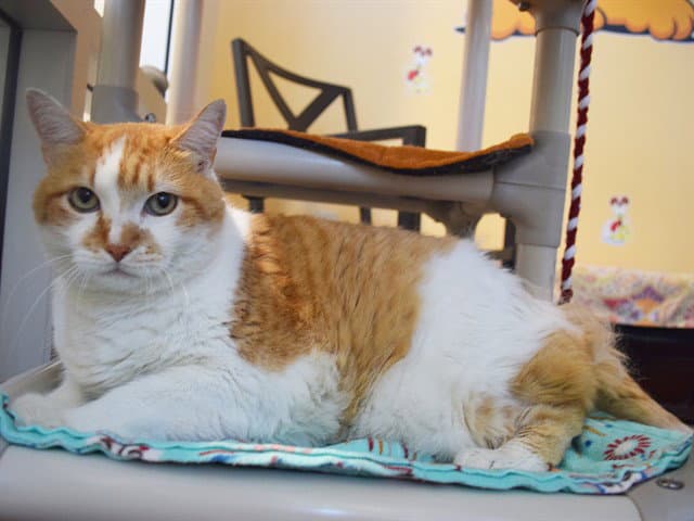 Isaiah - Domestic Short Hair