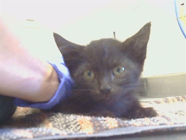 Sampson - Domestic Short Hair