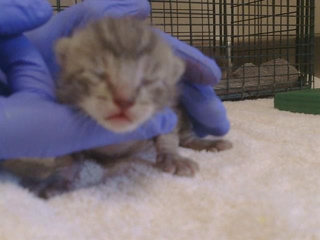Silver - Domestic Short Hair