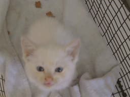 Marshmellow image 1