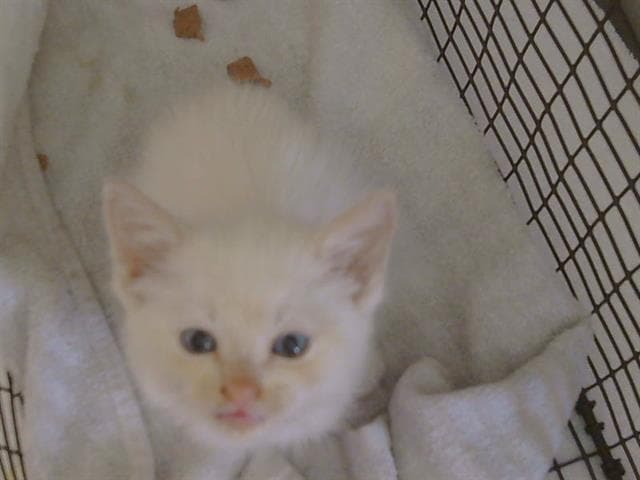 Marshmellow - Siamese