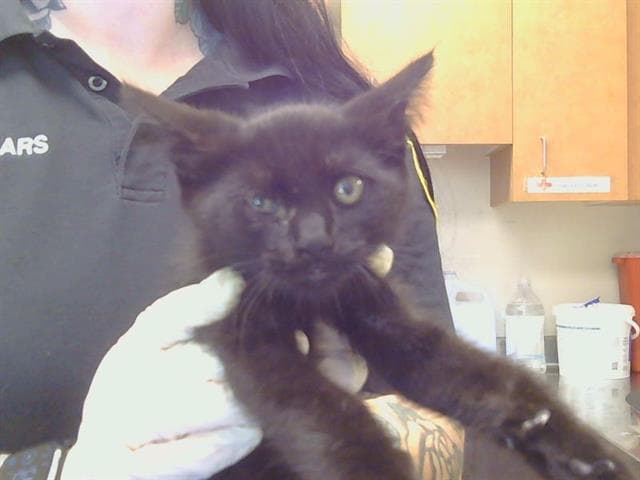Unknown - Domestic Short Hair