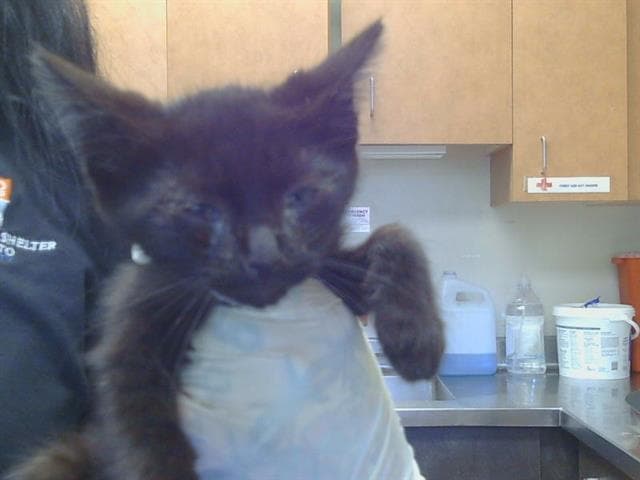 Unknown - Domestic Short Hair