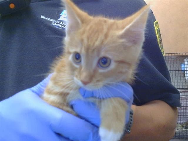 Unknown - Domestic Short Hair