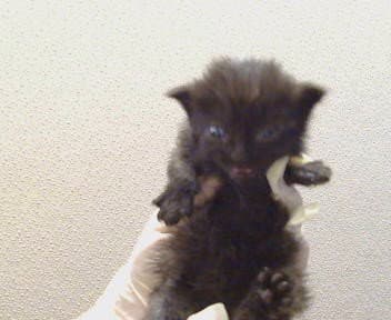 Lenox - Domestic Medium Hair