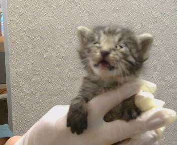 Lewis - Domestic Medium Hair