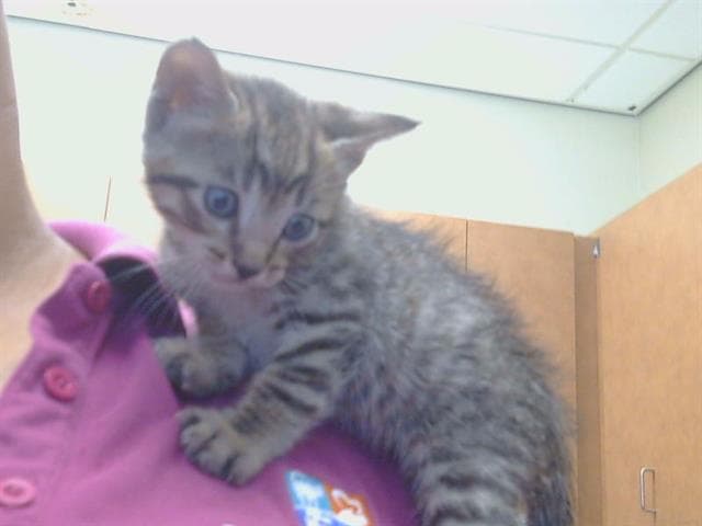 Unknown - Domestic Short Hair