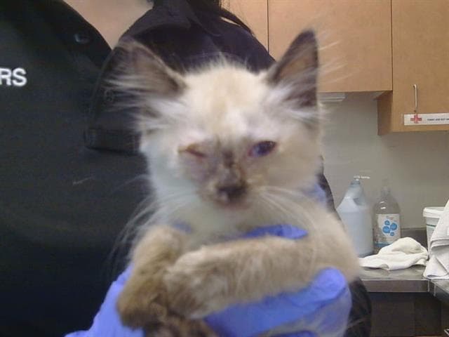 Stitch - Domestic Short Hair