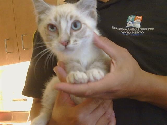 Unknown - Domestic Short Hair