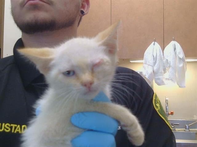 Unknown - Domestic Short Hair