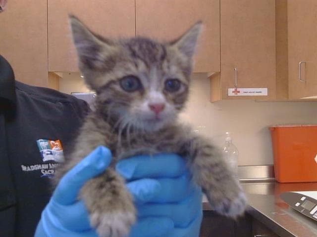 Unknown - Domestic Short Hair