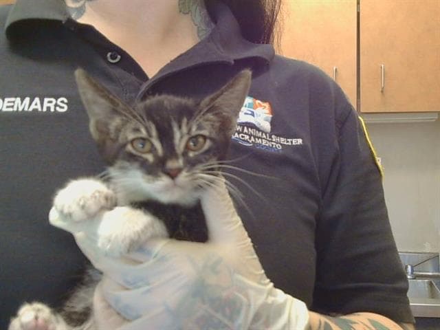 Unknown - Domestic Short Hair