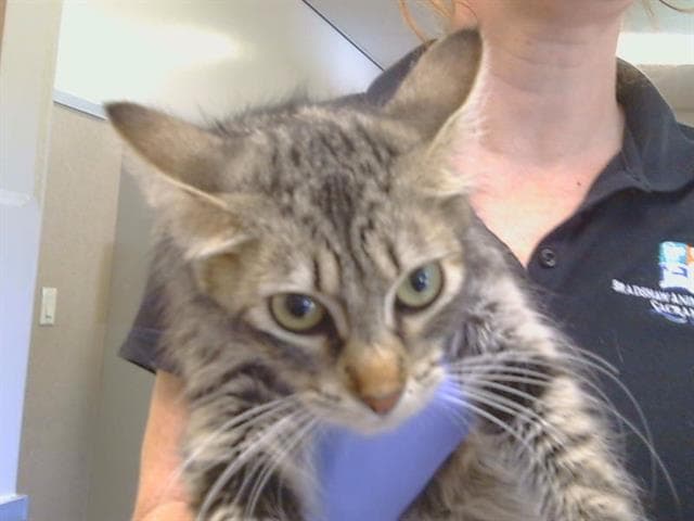 Unknown - Domestic Short Hair