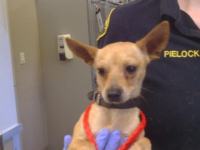 Unknown - Chihuahua