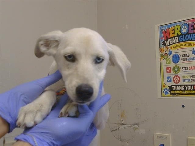 Unknown - Labrador Retriever