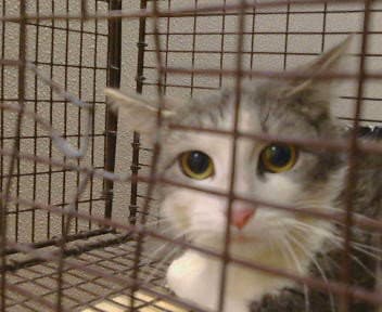 Daffodil - Domestic Short Hair