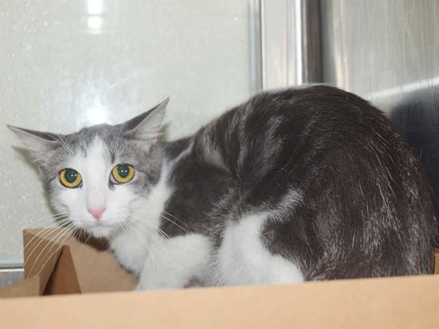 Daffodil - Domestic Short Hair