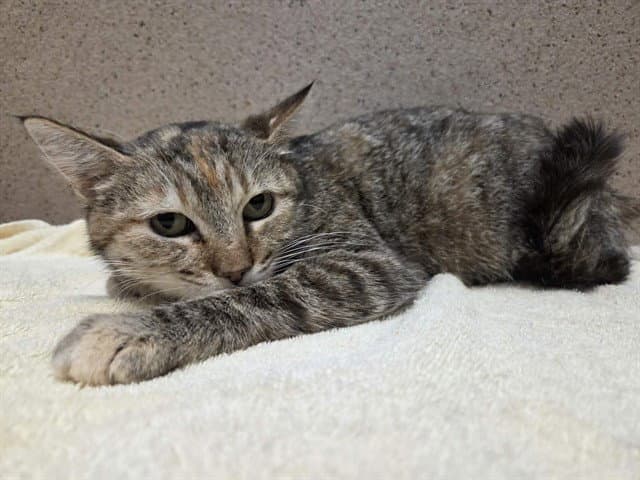 Daphne - Domestic Short Hair