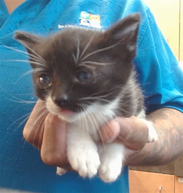 Unknown - Domestic Short Hair