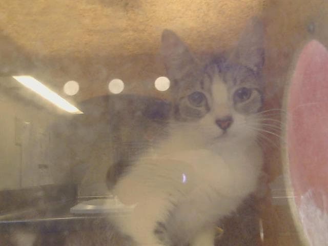 Dolphin - Domestic Short Hair