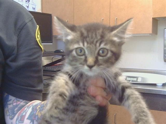 Pocahontas - Domestic Short Hair
