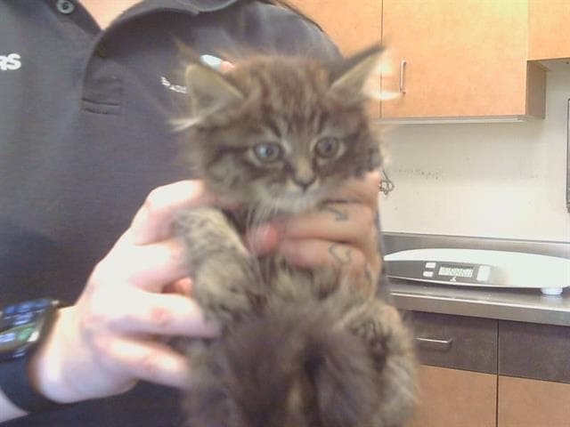 Mulan - Domestic Short Hair