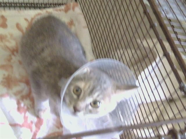 Lillian - Domestic Short Hair