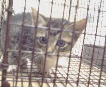 Butterfly - Domestic Short Hair