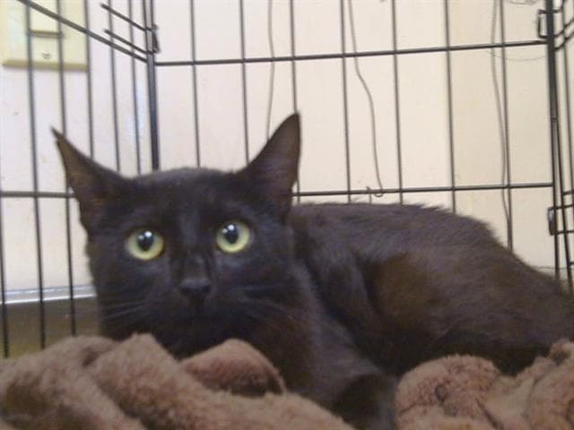 Orca - Domestic Short Hair