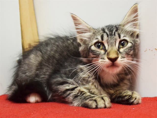 Amy - Domestic Medium Hair