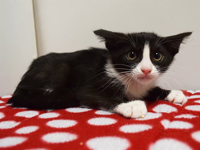 Unknown - Domestic Short Hair