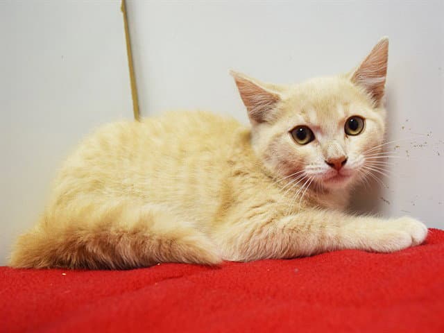 Alvin - Domestic Short Hair