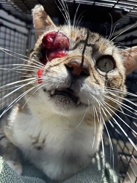 Olaf - Domestic Short Hair