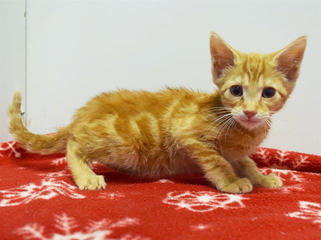 Nestor - Domestic Short Hair