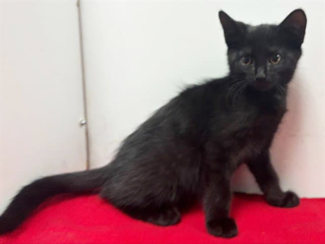 Gizela - Domestic Short Hair