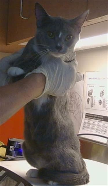 Khaleesi - Domestic Short Hair