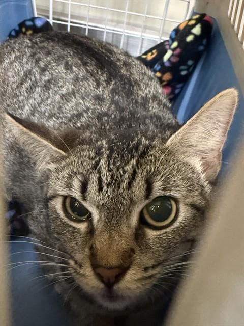 Lavender - Domestic Short Hair