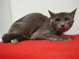 Sampson image 1