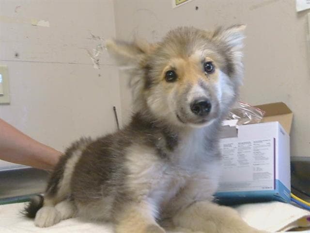 Ruby - Siberian Husky