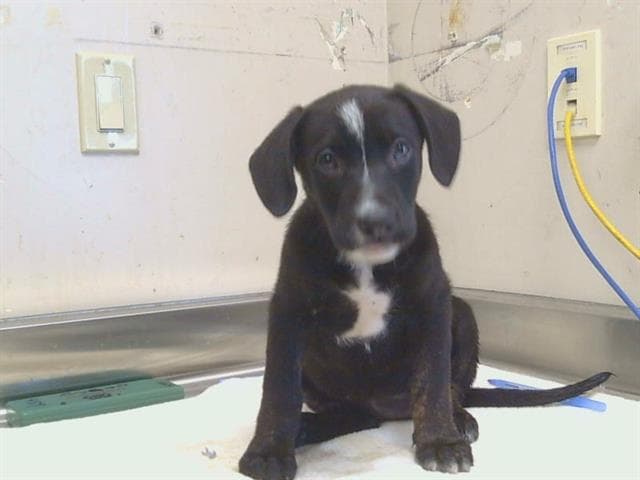 Casey - Labrador Retriever