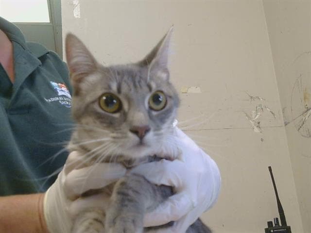 Unknown - Domestic Short Hair