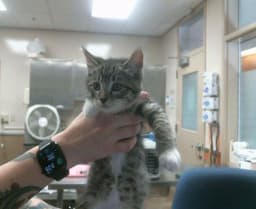 Buttercup image 1