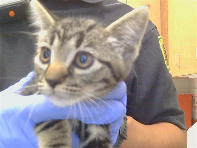 Unknown - Domestic Short Hair