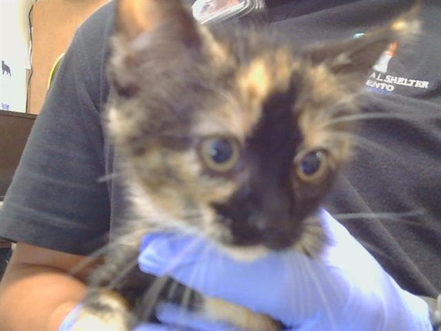Unknown - Domestic Short Hair